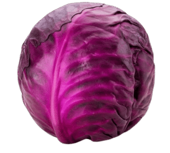 Cabbage purple 1un