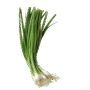 Spring onion bunch