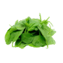 Spinach