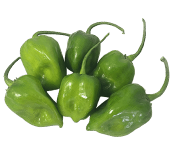 Habenero pepper (green) 250g